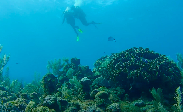 Райські місця, ферма ігуан і кримінал: що варто знати, перш ніж летіти на відпочинок в Гондурас